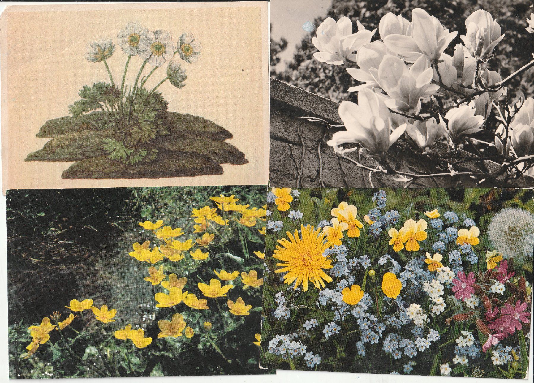 Ansichtskarten: 40 Blumenkarten – Gebraucht aus Lumbrein von made02 4