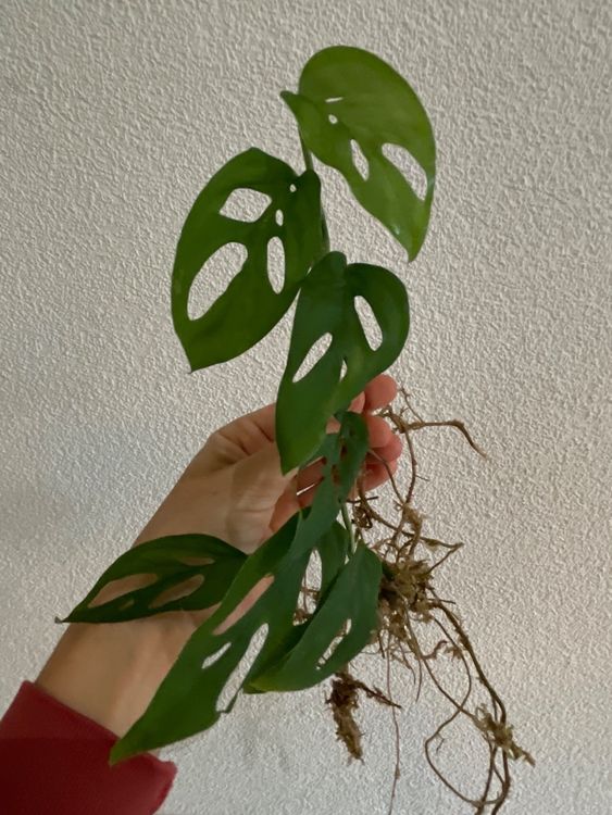 Monstera Adansonii Ableger