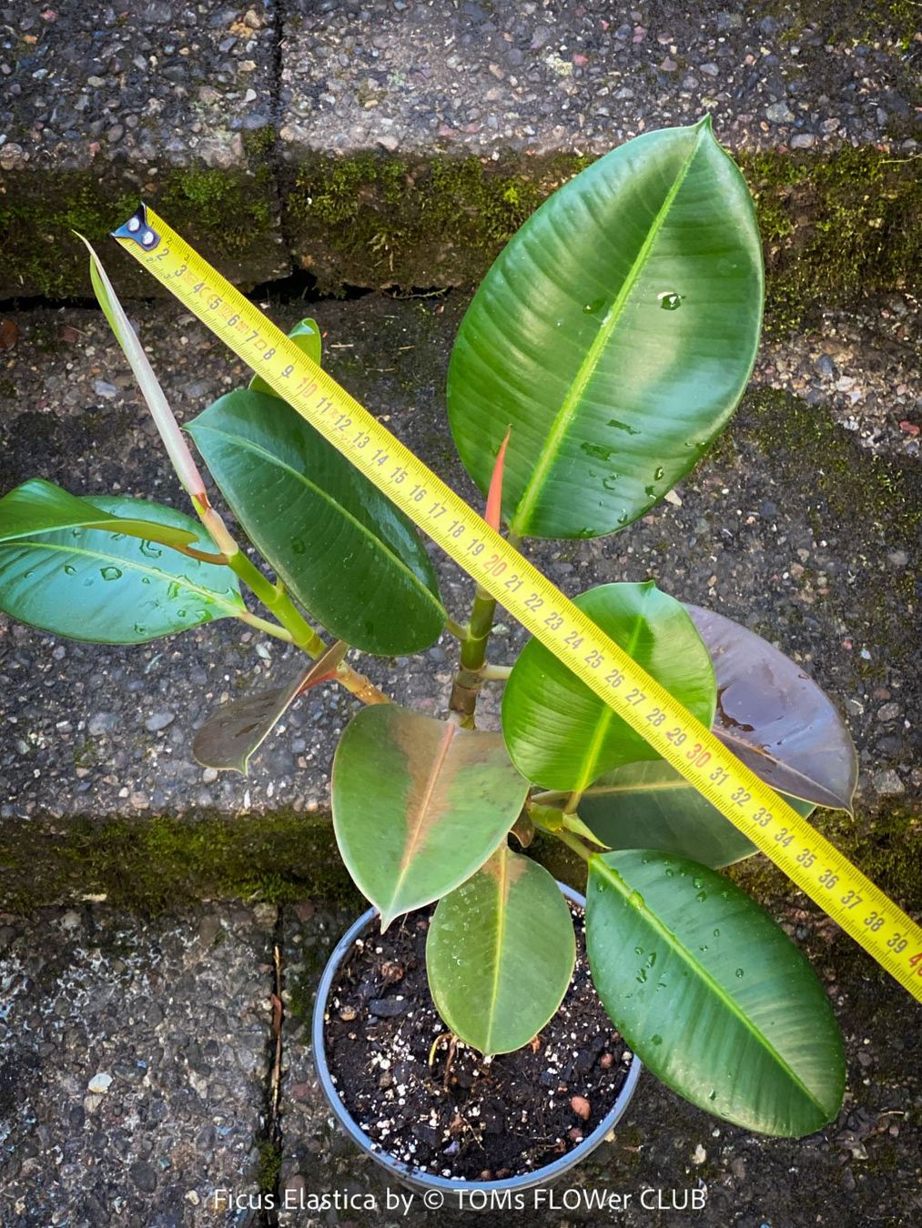 Piante & sementi: Ficus Elastica - rund 70cm Gummi-Bäumchen – Nuovo e nell'imballaggio originale da Adliswil venduto da TAKEYOURPLANT 3