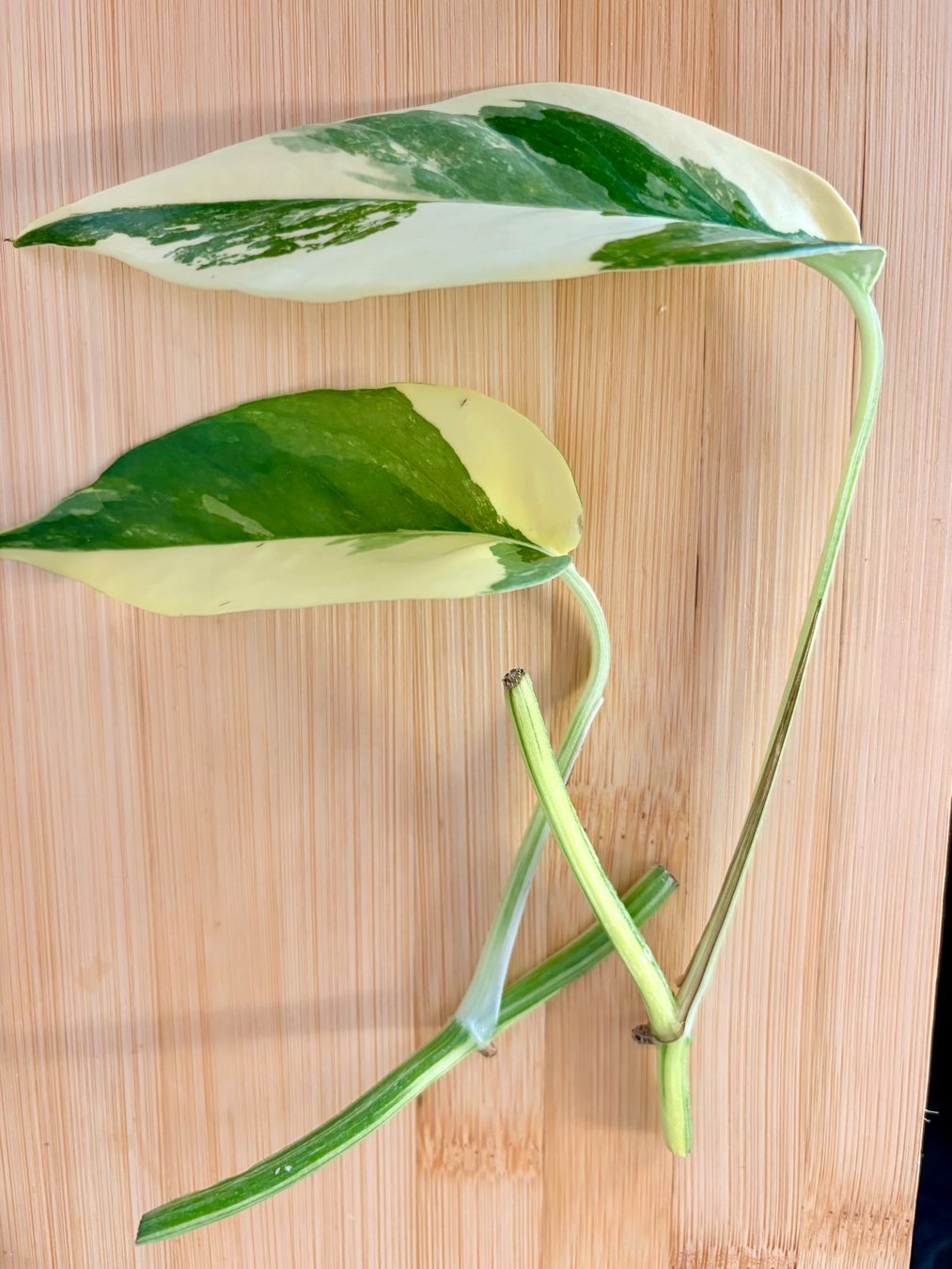 Piante & sementi: Epipremnum Pinnatum Variegata – Nuovo (secondo la descrizione) da Kaiseraugst venduto da dka_b97z 1
