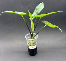🌿 Alocasia ‘Simpo’ Albo Variegata #2