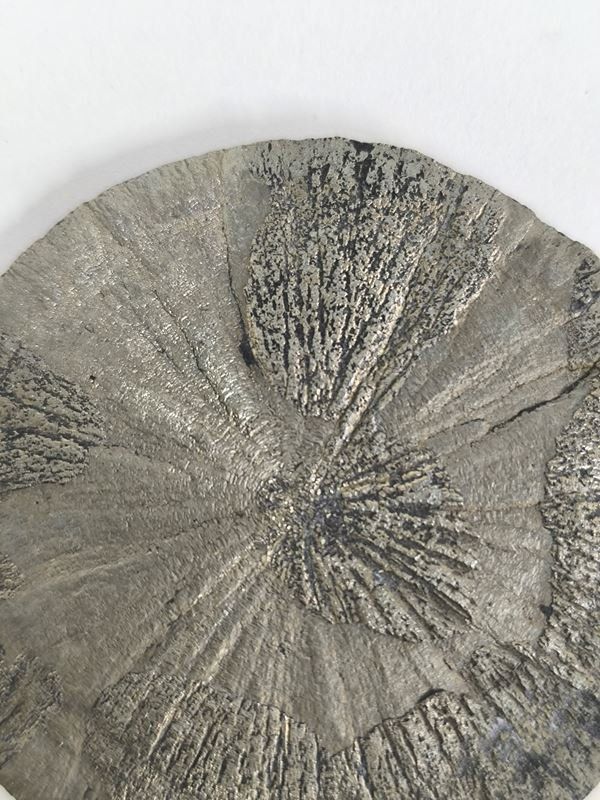 Mineralien & Heilsteine: Pyrit Sonne - Miner's Dollar – Gebraucht aus Rüti ZH von Restwert_Rueti_ZH 1