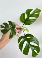 Monstera minima Kopfsteckling😍 (kräftig bewurzelt)