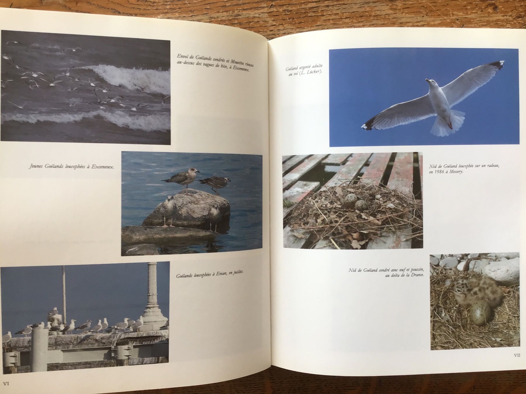 Libri: Les oiseaux du Lac Léman – Usato da Fully venduto da Ruby97 6