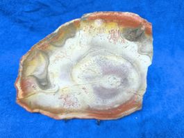 Versteinerter Baumstamm-Scheibe, 35cm, Dekoration Natur top