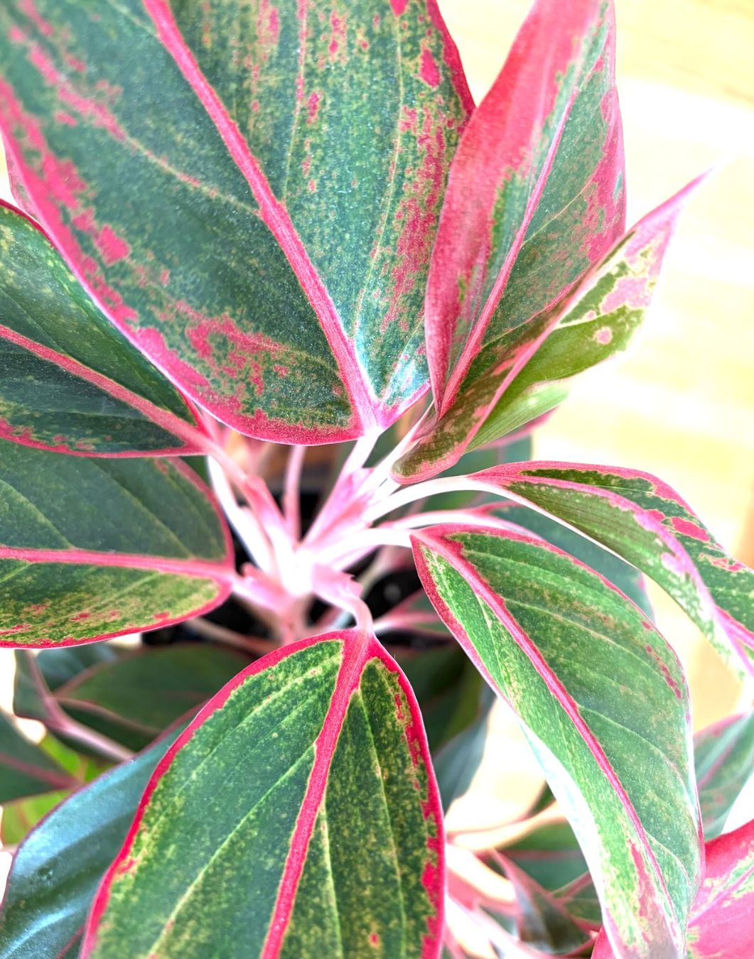 Piante & sementi: Aglaonema Jungle Red von feey – Usato da Baar venduto da annasorbian 2
