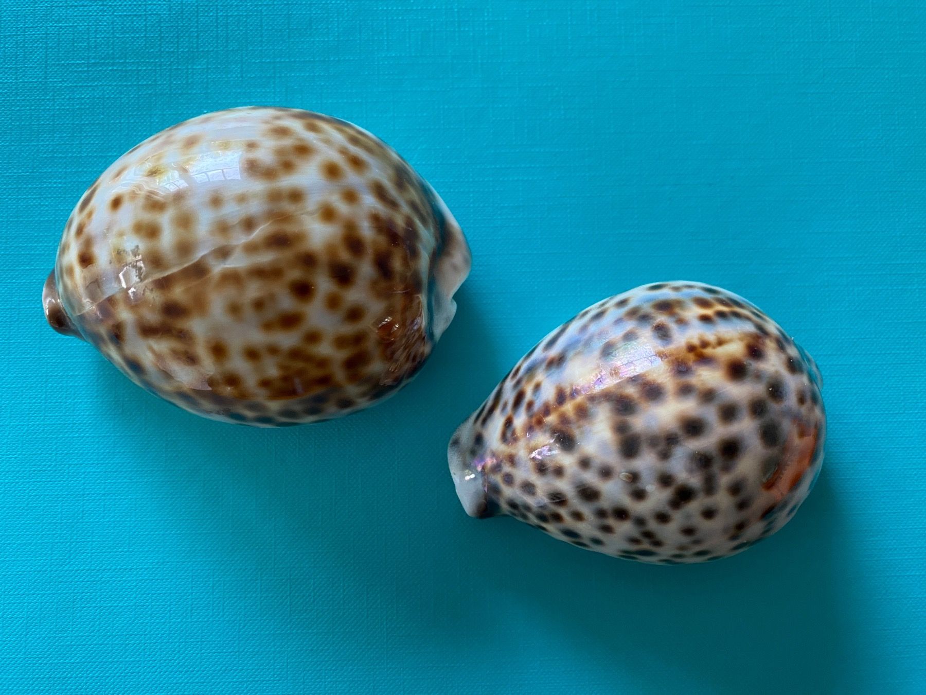 Minerali & Pietre curative: 2 schöne Kauri Muscheln – Nuovo (secondo la descrizione) da Gerlikon venduto da jabadabadu 1