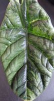 🤩Alocasia Sinuata Albo Variegata Rhizom 
