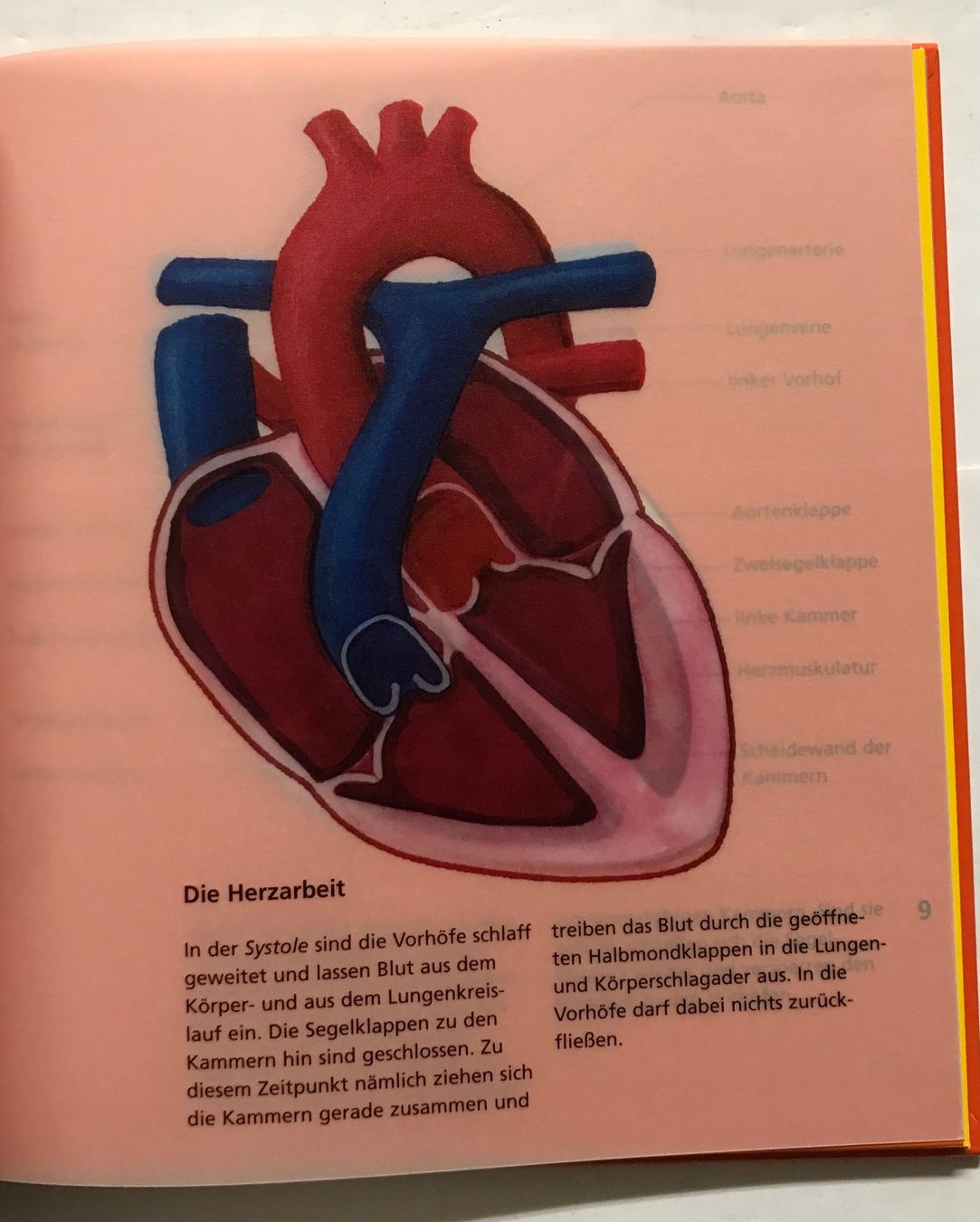 Bücher: Kennst du dein Herz? – Neu und originalverpackt aus Sarnen von Livres 2