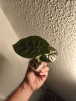 Alocasia golden bone pflanze 🌿🪴