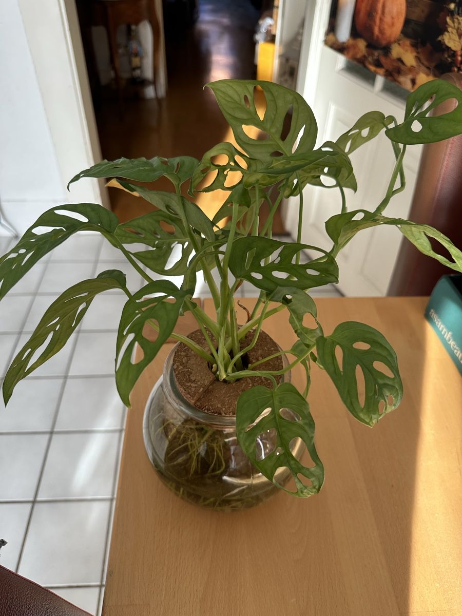 Piante & sementi: Monstera mini im Glas  – Usato da Bern venduto da Ruhrallee