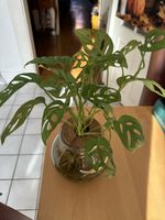 Monstera mini im Glas 