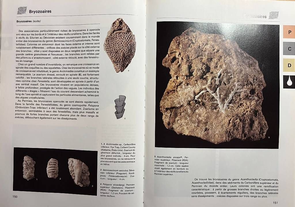 Bücher: La Grande Encyclopedie des fossiles – Gebraucht aus Adliswil von Heimite 4