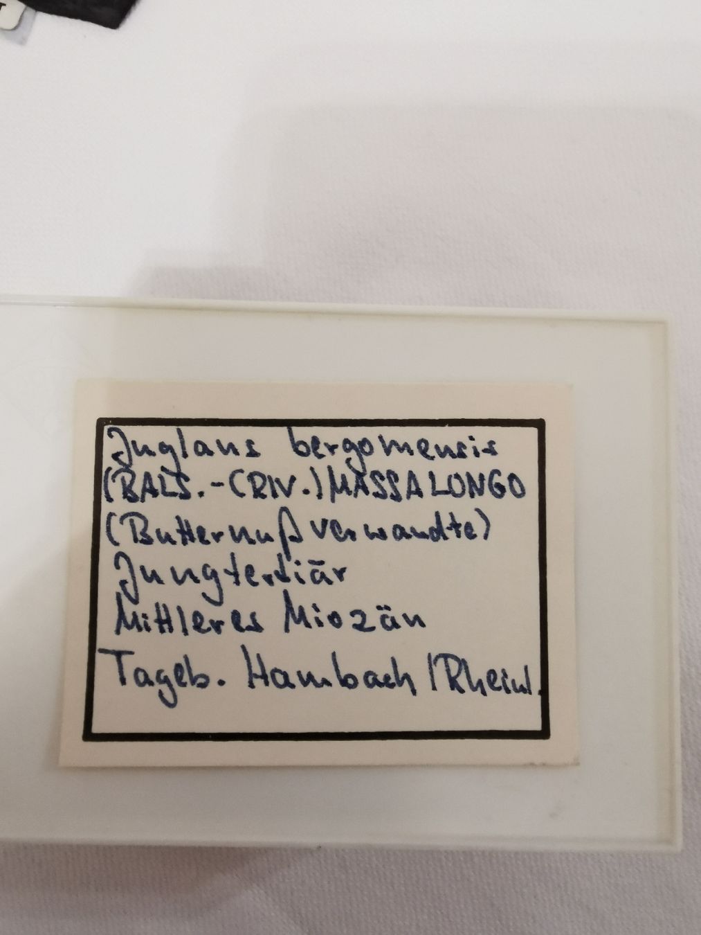 Fossiles: Juglans bergomensis – D'occasion à Basel par Treasurehunter 5