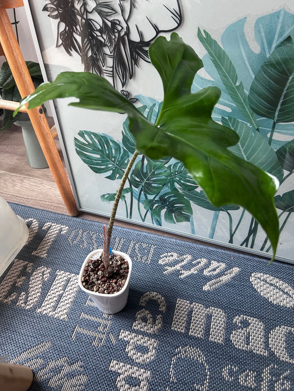 Piante & sementi: Alocasia Batwing – Nuovo (secondo la descrizione) da Scherzingen venduto da Elefantenohr.ch 1