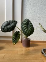 Alocasia Dragon Scale