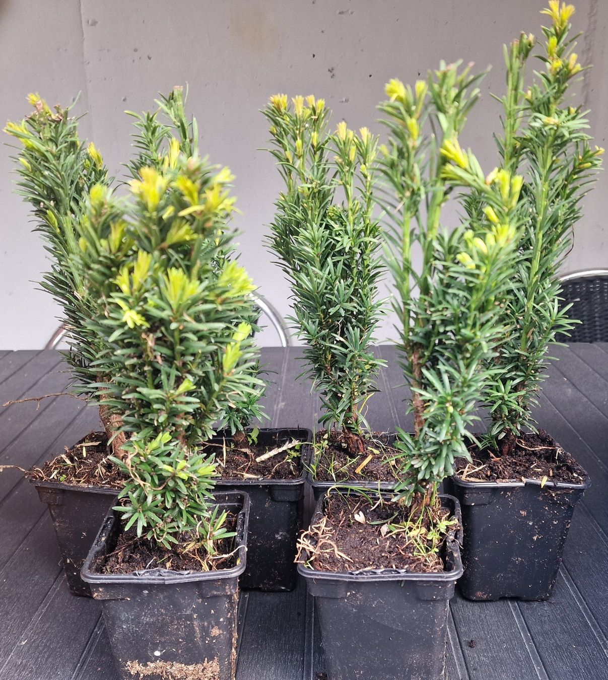 Pflanzen & Samen: Säuleneibe Taxus baccata Fastigiata Robusta Eibe – Gebraucht aus Uerkheim von Justi.y
