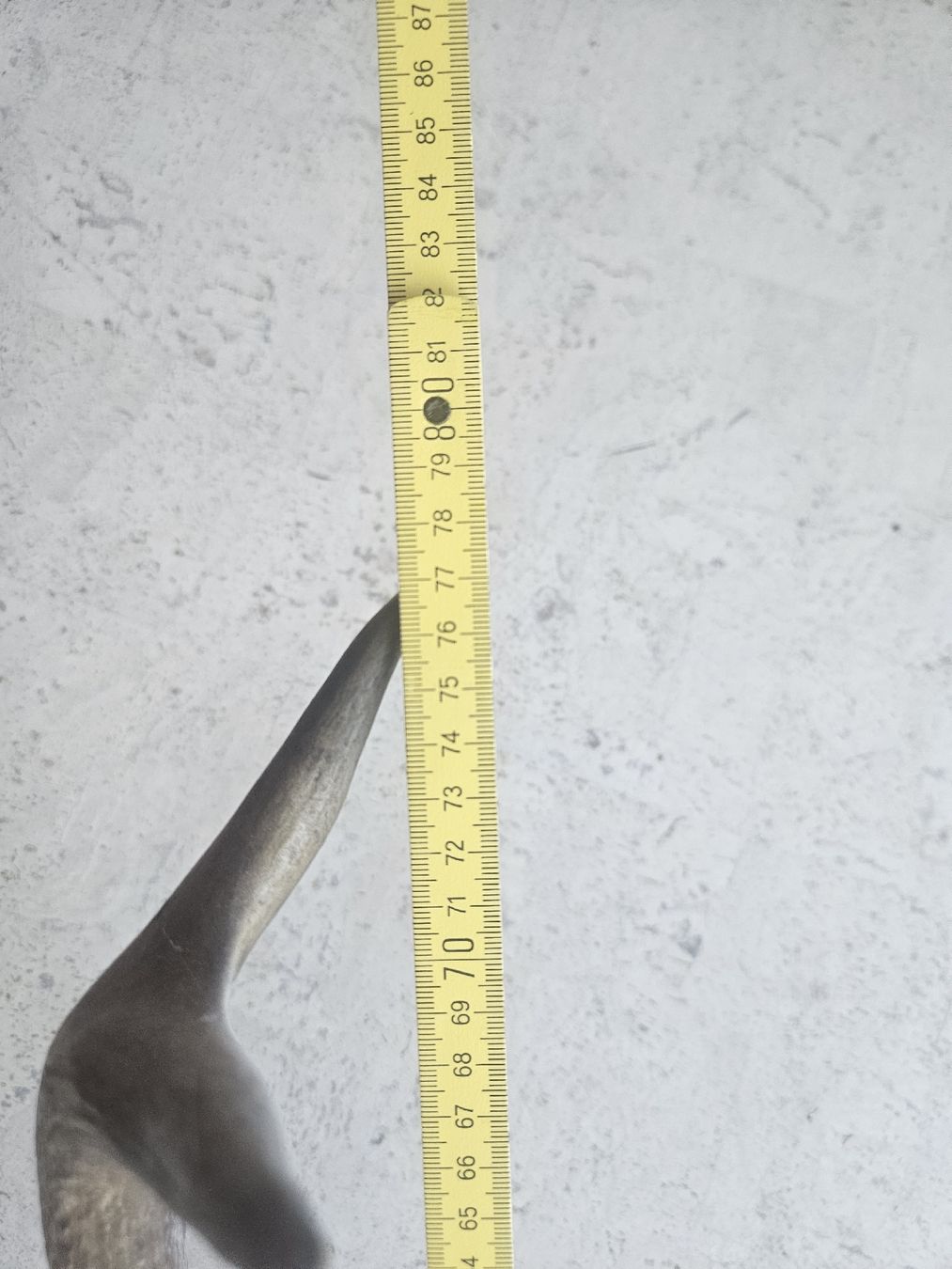 Altre raccolte & rarità: Hirschgeweih Trophäe auf Holzschild – Usato da Zürich venduto da Pazzenreich 8