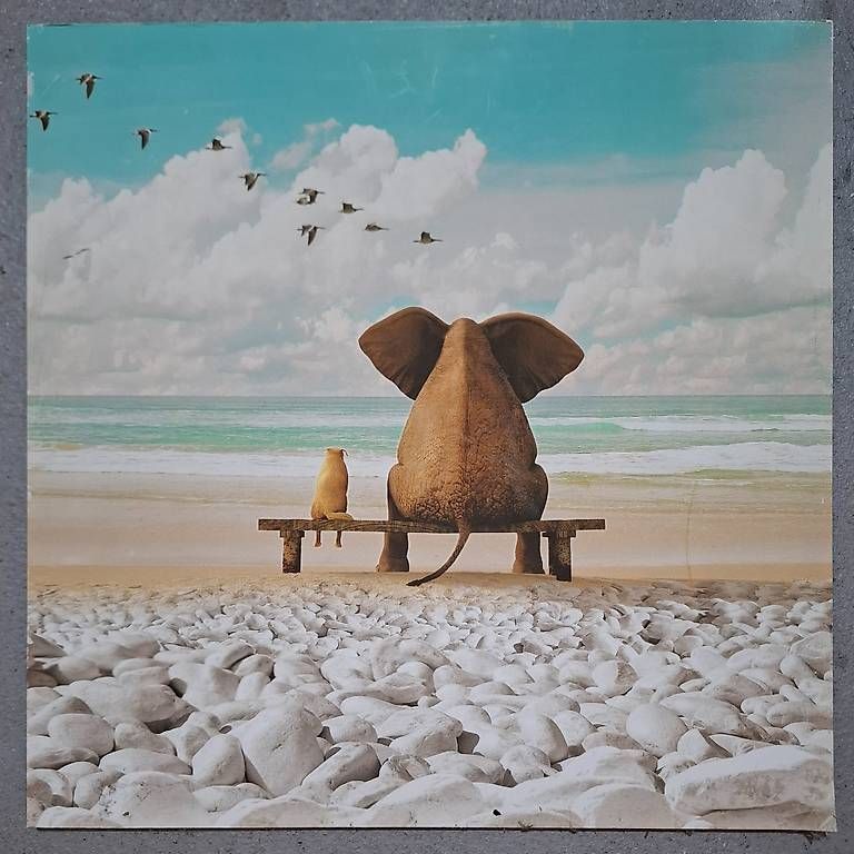 Foto & Immagini: Tierbild 40 x 40 cm – Usato da Niederuzwil venduto da Liberatopixel