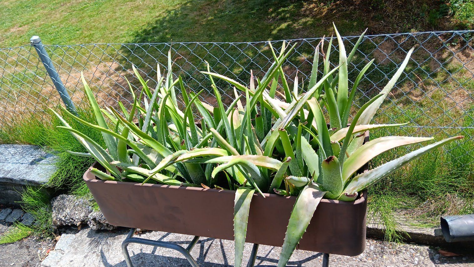 Pflanzen & Samen: Aloe Vera Pflanzen – Gebraucht aus Amriswil von Samabo 1