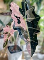 Alocasia Sanderiana Bull Pink -Rhizom