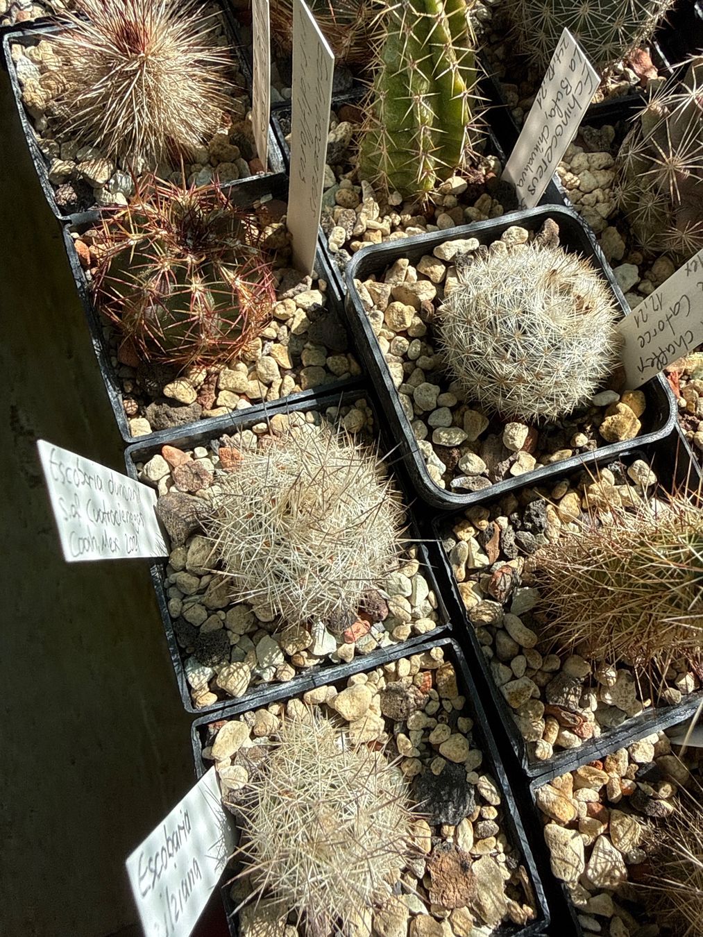 Piante & sementi: Escobaria duncanii – Usato da Rorbas venduto da SimS0n