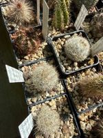 Escobaria duncanii