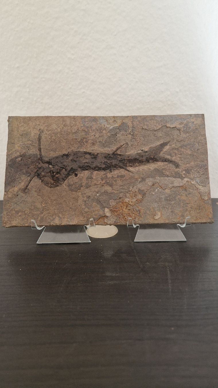 Fossilien: Fossiler Stachelhai Acanthodes Perm Deutschland – Neu und originalverpackt aus Niederhasli von rehauge01 1