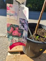 2× Apfelbaum „Jonagold“ – Malus domestica 🍎
