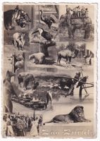 Zoo Zürich  1930