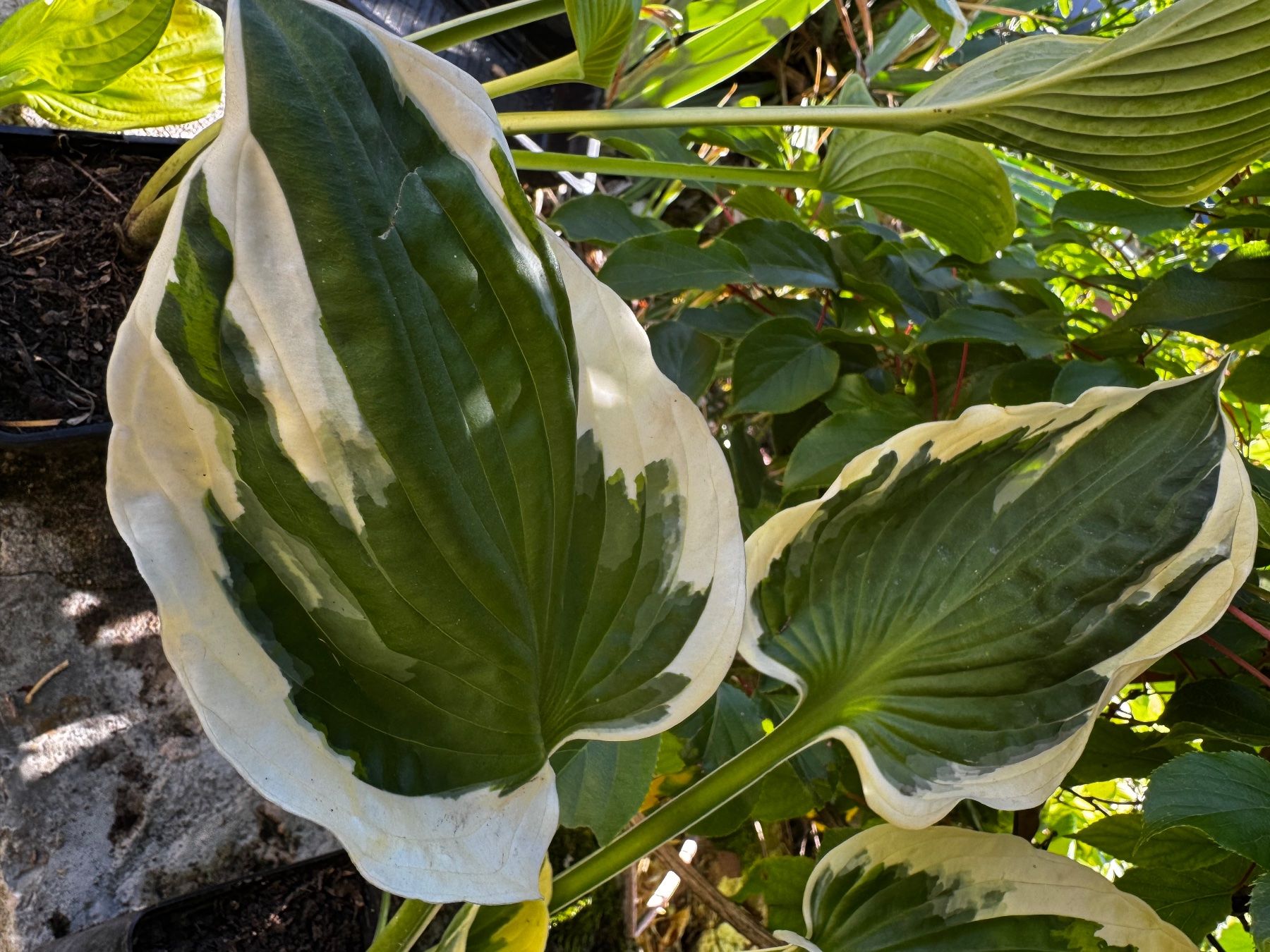 Piante & sementi: Hosta Minutemann – Usato da Lajoux JU venduto da Briard0 1