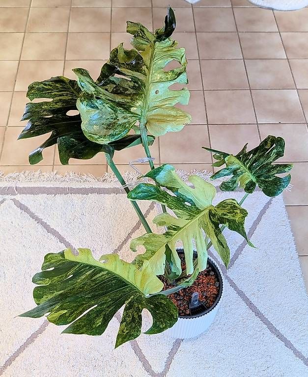 Piante & sementi: Monstera Ocean Mint – Usato da Faulensee venduto da plantmama 4