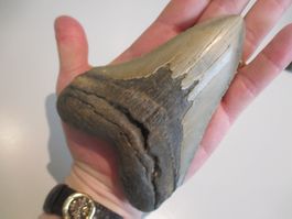 StarRecordsGmbH: Megalodon-Zahn / 13,0 cm / mit Zertifikat