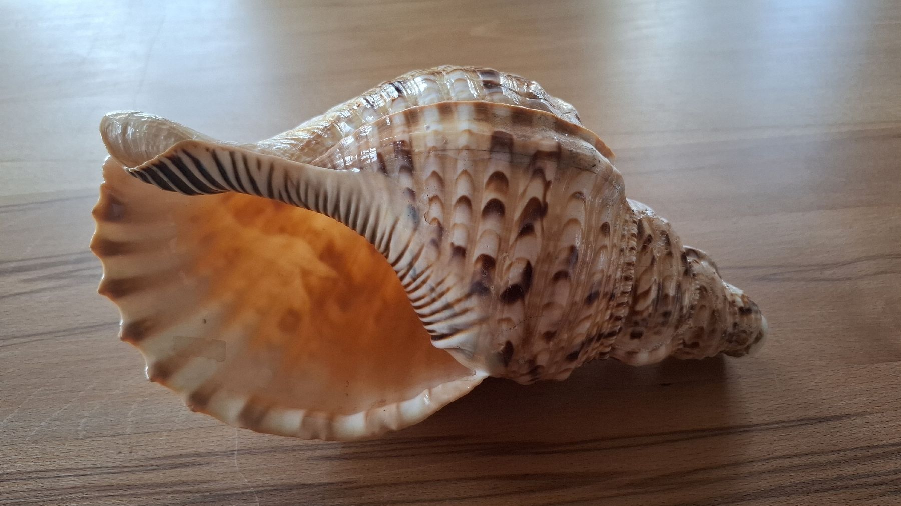 Strumenti musicali: Tritonshorn Blasmuschel – Usato da Marbach SG venduto da Mmyway