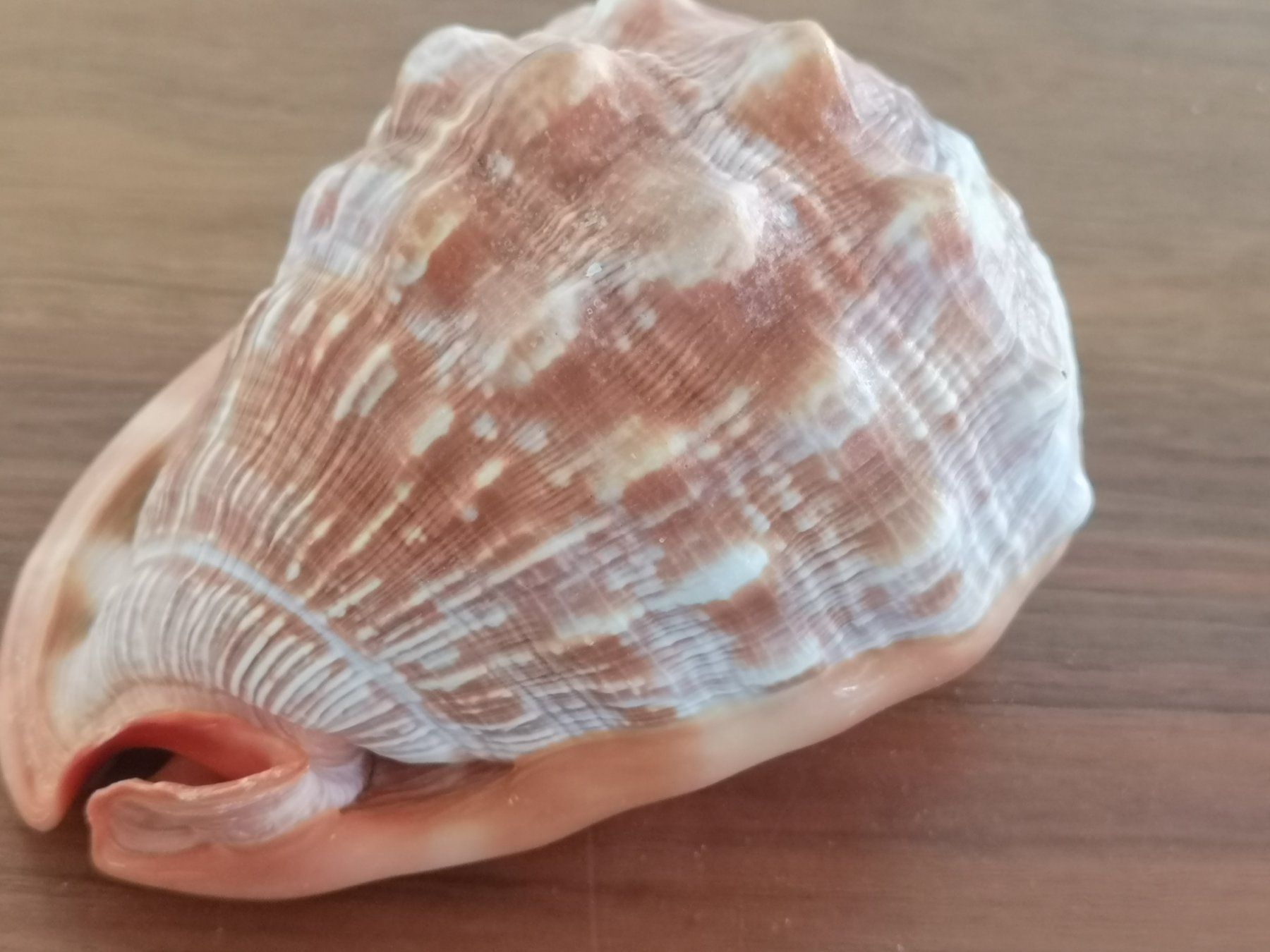 Fossili: Cassis Rufa Cassis Cornuta - Schnecke Sea Shell 14x10cm Cebu – Usato da Kloten venduto da Asiatica 2
