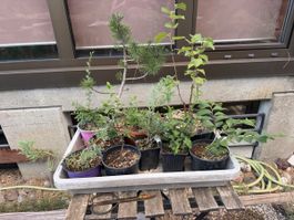 Diverse Bonsai Jungpflanzen