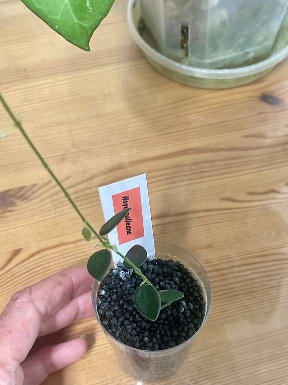 Piante & sementi: Hoya pulleana – Usato da Schönholzerswilen venduto da Leavylounge