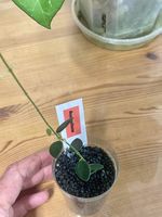Hoya pulleana