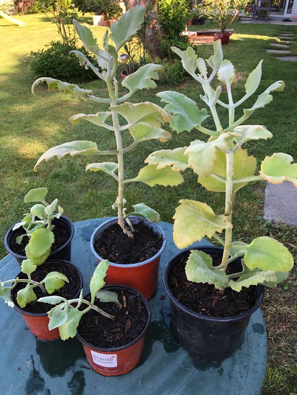 Piante & sementi: Kalanchoe – Nuovo (secondo la descrizione) da Vinelz venduto da Wellensittich55 3