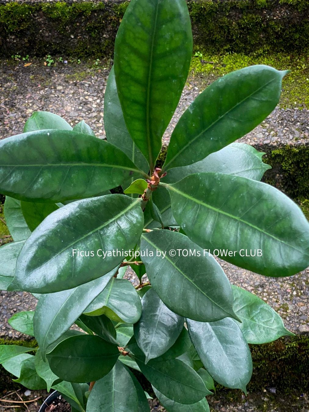 Pflanzen & Samen: Ficus Cyathistipula - afrikanischer Feigenbaum - 70-90cm – Neu und originalverpackt aus Adliswil von TAKEYOURPLANT 8