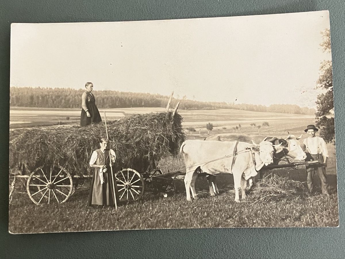 landwirtschaft-bauernszene-mit-ochsenwagen-um-1900-gebraucht-in
