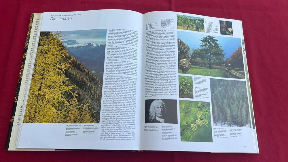 Das grosse Buch der Bäume/Naturführer für Wald,Parks&Gärten | Kaufen ...