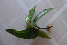 1 schöner Steckling/Jungpflanze Begonie - Versand