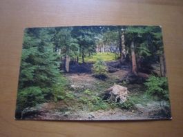 No 14 Postkarte 1917 Wald