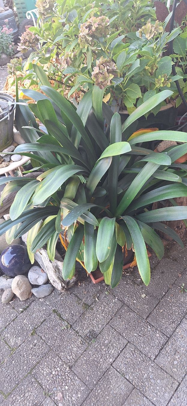 Pots de fleurs: Clivia – D'occasion à Altikon par copina11