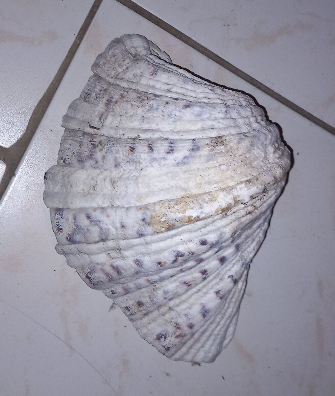 Fossili: MUSCHEL – Usato da Ried-Brig venduto da ugukim 2