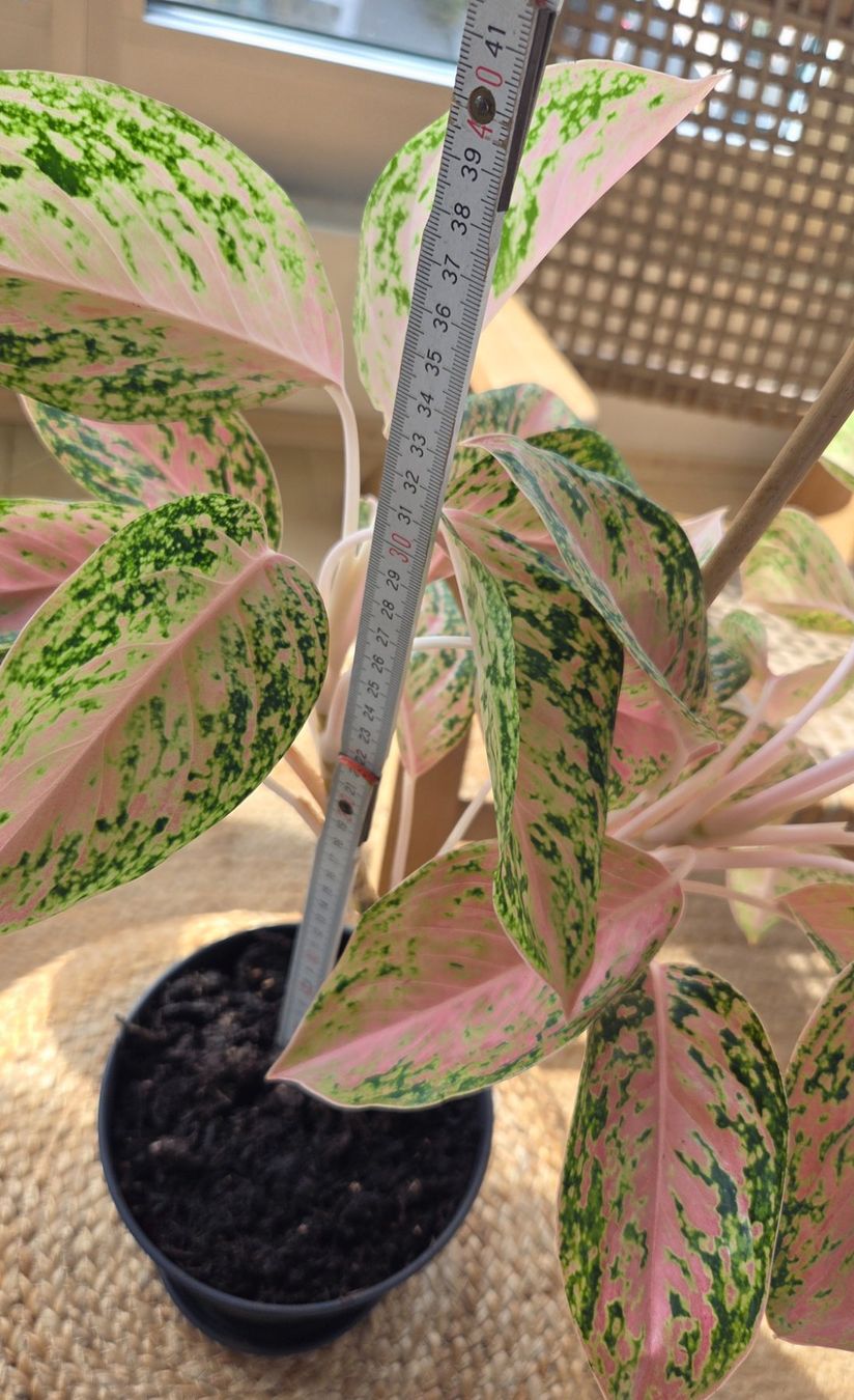 Plantes & graines: Aglaonema (ca. 30cm) – D'occasion à Zürich par wile_coyote 2