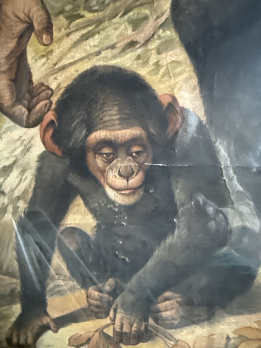 Foto & Immagini: Affiche scolaire sur le gorille – Usato da Schmitten FR venduto da Hohezelg 1