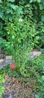 Hibiskus Strauch Pflanze mit Bluete guter Zustand