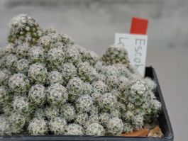 Kakteen, winterhart!!, Escobaria lauii, Gruppe